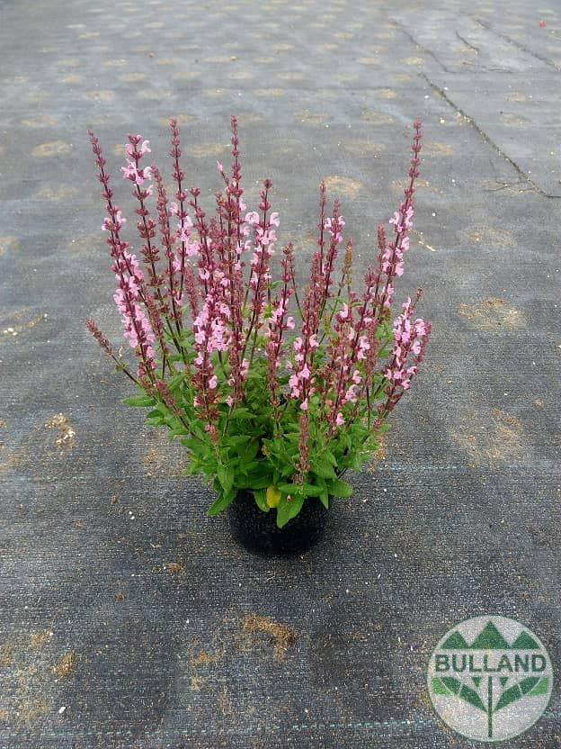 Salvia X Superba Merleau Rose