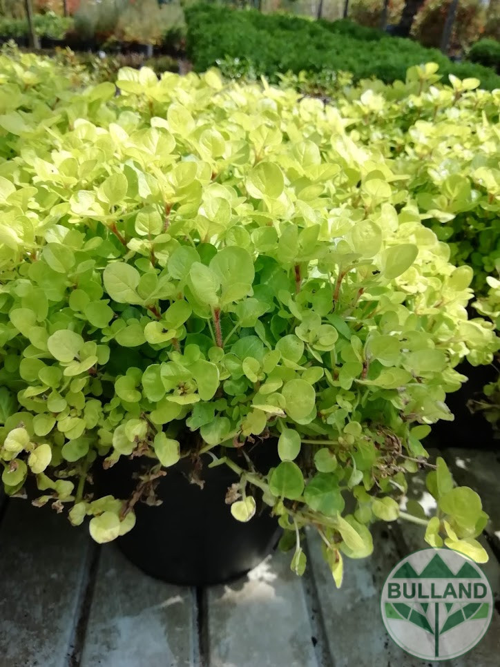 Oregano (origanum 'diabolo') - Bulland Trade Eood