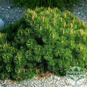 Squat, Pinus Mugo Mughus, cont. 5 l