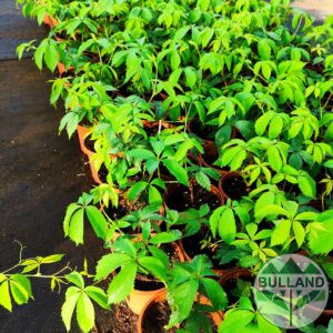 Wild vine, Parthenocissus, cont. 1 l, height 40/60 cm