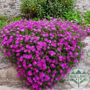 Делосперма, Delosperma, cont. 1 l