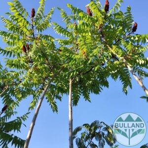 Рустифина, Rhus typhina 10/12,  височина 280/300 см