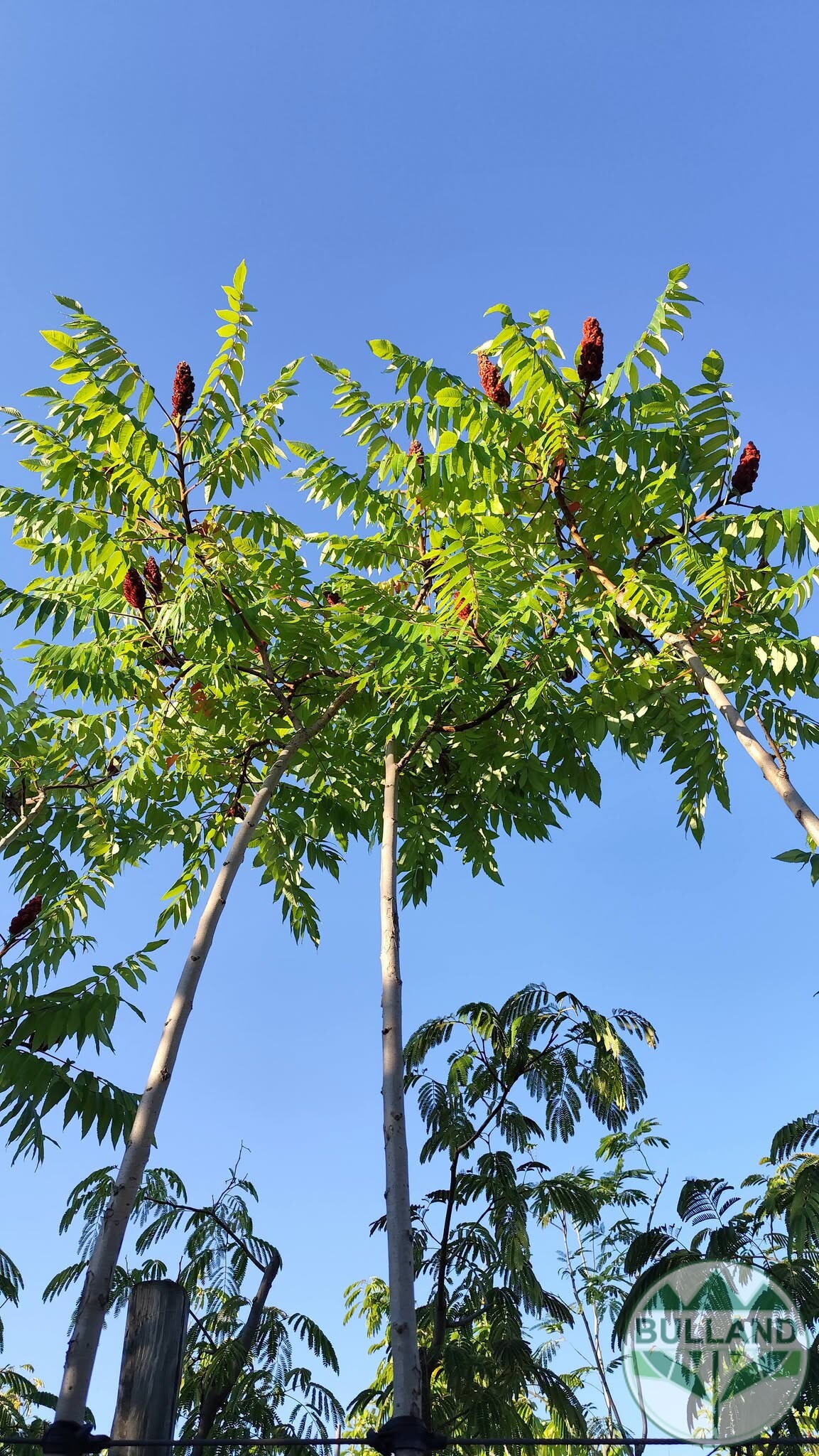 Рустифина, Rhus typhina 10/12, височина 280/300 см