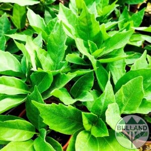 Aukuba green, aucuba japonica, 40/50, cont. 1,5 l