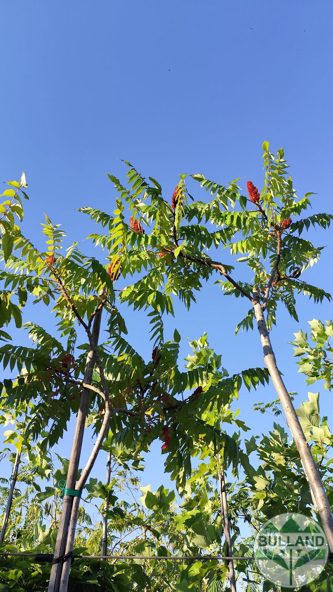 Рустифина, Rhus typhina 10/12, височина 280/300 см - Image 3