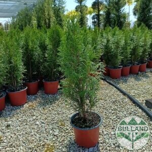Туя Смарагд, Thuja occ. 'Smaragd', височина 30/40 см  в конт. 1 л.