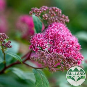 Спирея Дартс Ред, Spiraea japonica 'Darts Red'