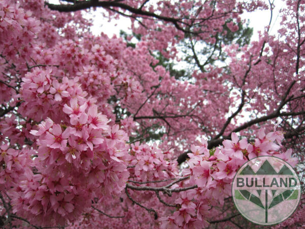 Японска вишна "Канзан" - дърво, Prunus serrulata 'Kanzan', 12/14, височина 300 + - Image 9