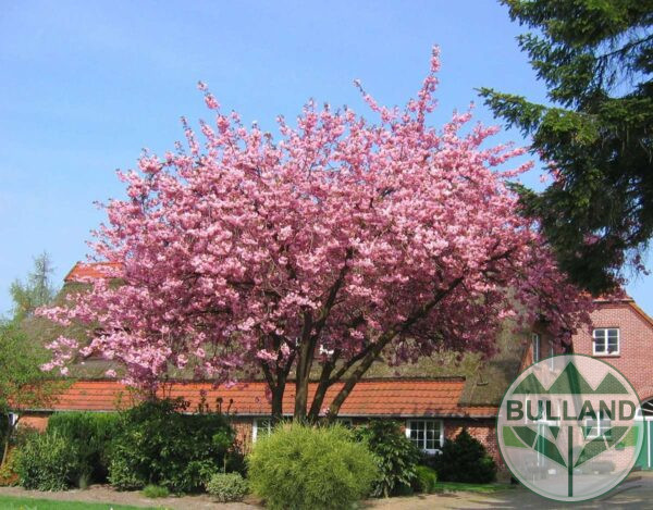 Японска вишна "Канзан" - дърво, Prunus serrulata 'Kanzan', 12/14, височина 300 + - Image 7