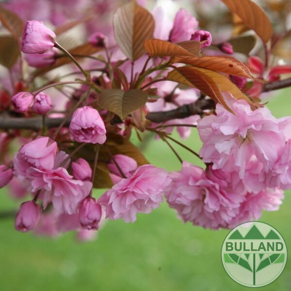 Японска вишна "Канзан" - дърво, Prunus serrulata 'Kanzan', 12/14, височина 300 +