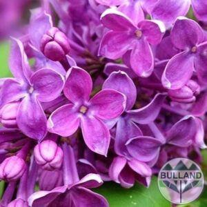 Люляк Аметист, Syringa Amethyst