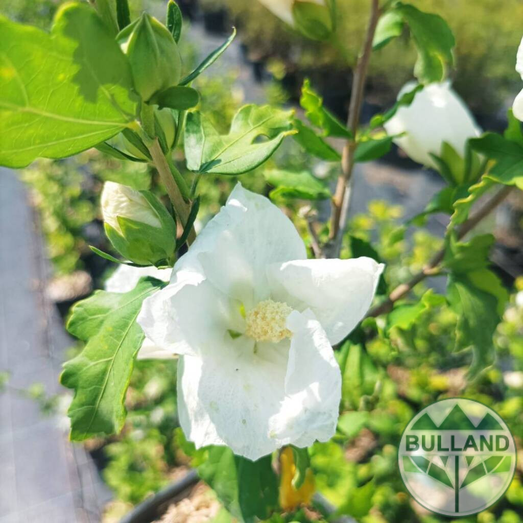 White Woody Rose , Syrian hibiscus - Bulland Trade EOOD