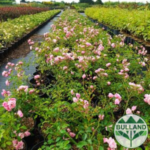 Мини роза розова, Rosa mini Pink, контейнер 1 л.