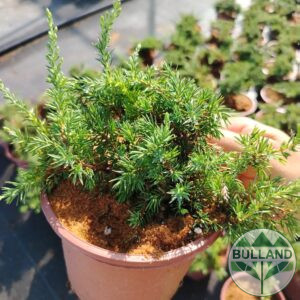 Хвойна Зелен Килим, Juniperus Green Carpet, конт.1 л