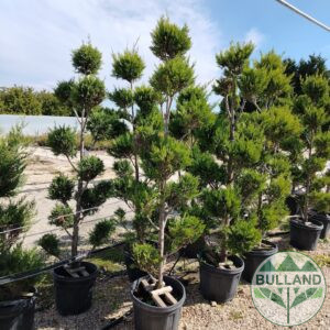 Cypress Mon - Mon, height 200/220 cm