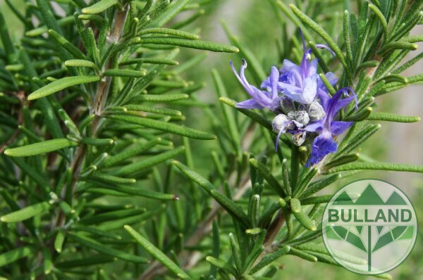 Розмарин, (Rosmarinus officinalis), конт. 1 л.