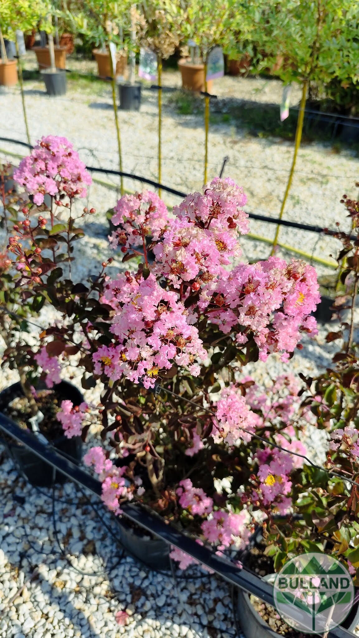 Розов индийски люляк, Lagerstroemia indica, 80/100 см - Image 2