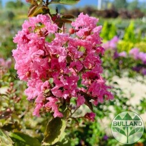 Розов индийски люляк, Lagerstroemia indica, 80/100 см