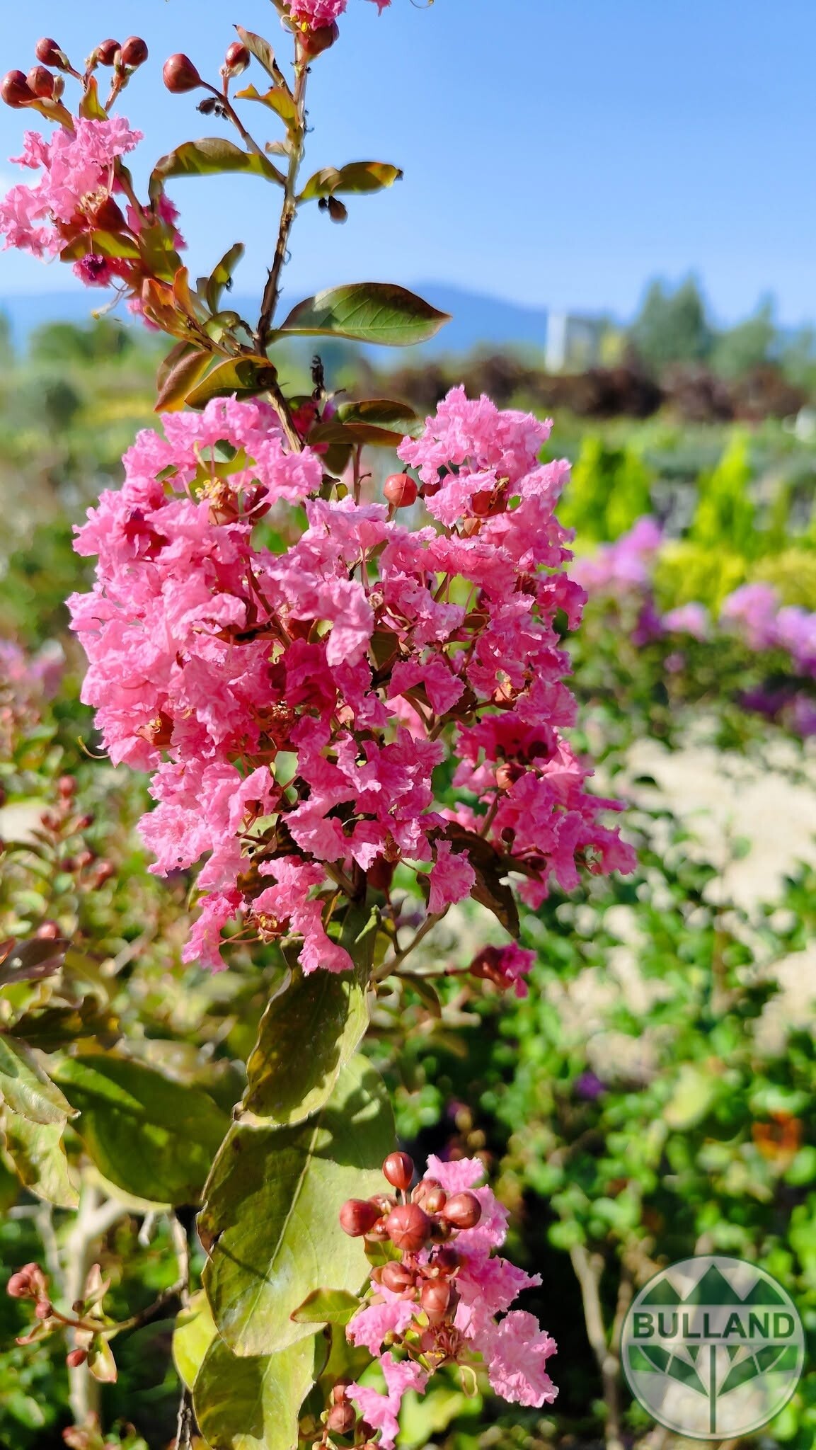 Розов индийски люляк, Lagerstroemia indica, 80/100 см