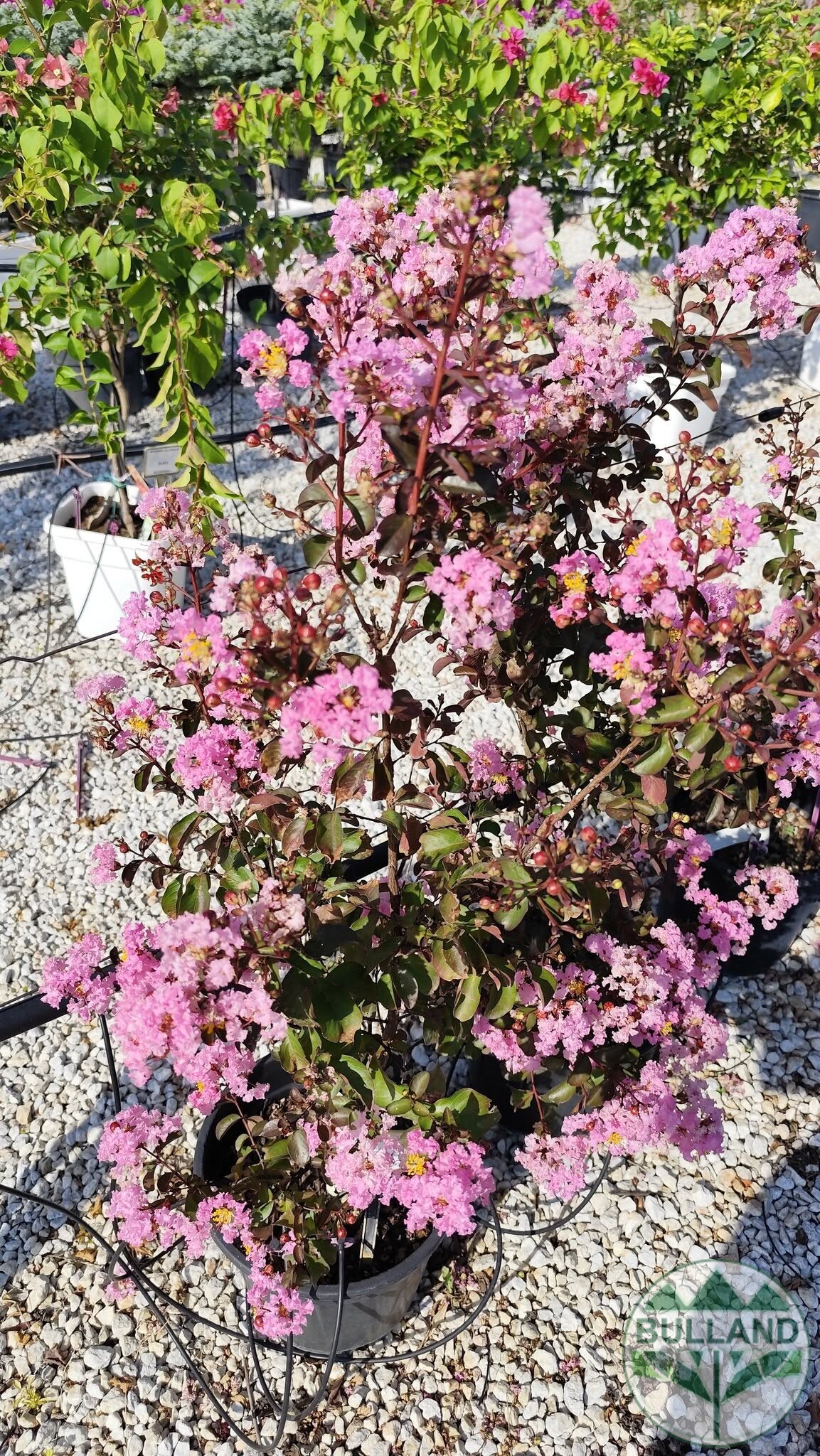Розов индийски люляк, Lagerstroemia indica, 80/100 см - Image 3