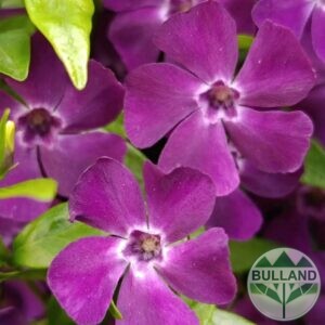 Винка Минор Атропурпуреа, Vinca minor 'Atropurpurea',конт.1л