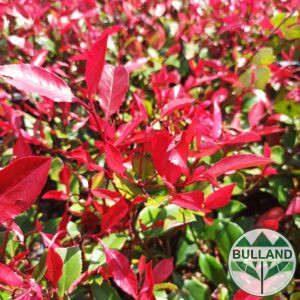 Фотиния "Литъл Ред Робин" - Photinia "little Red Robin", cont. 1 l.,  30/40 cm.