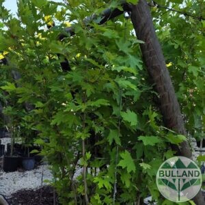 Чинар, Platanus, височина 160/180 см