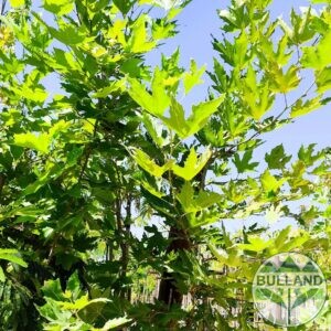 Чинар, Platanus, височина 200/220 см