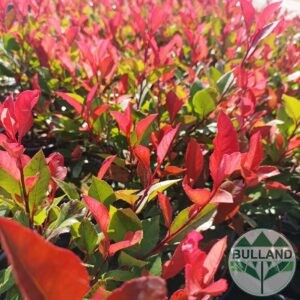 Фотиния "Литъл Ред Робин" - Photinia "little Red Robin", cont. 1 l.,  30/40 cm.