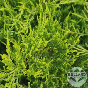Хвойна "Старо Злато", Juniperus "Old Gold"