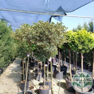 Ilex Variegaten, Ilex 'Variegatum', height 160 cm.