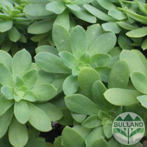 Седум Палмери, Sedum Palmeri, конт. 1л
