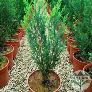 Cypress Leylandi, (Cupressocyparis leylandii), 40/50 cm.