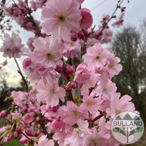 Прунус 'Accolade',Prunus 'Accolade', конт. 3 л.