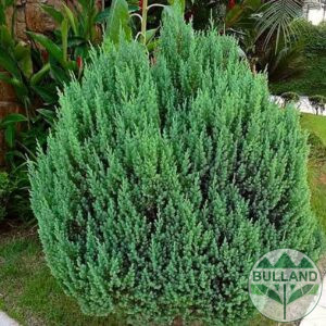 Хвойна Стрикта, Juniperus Stricta