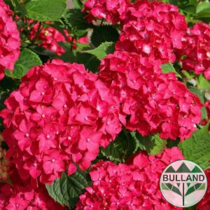 Хортензия "Червен Барон" for shade, (Hydrangea macr. "Red Baron")