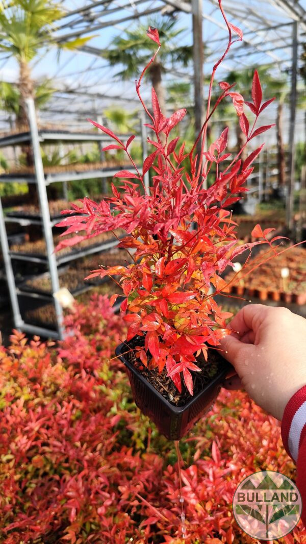 Нандина “Доместика”, ( Nandina domestica) 20/30см. - Image 10