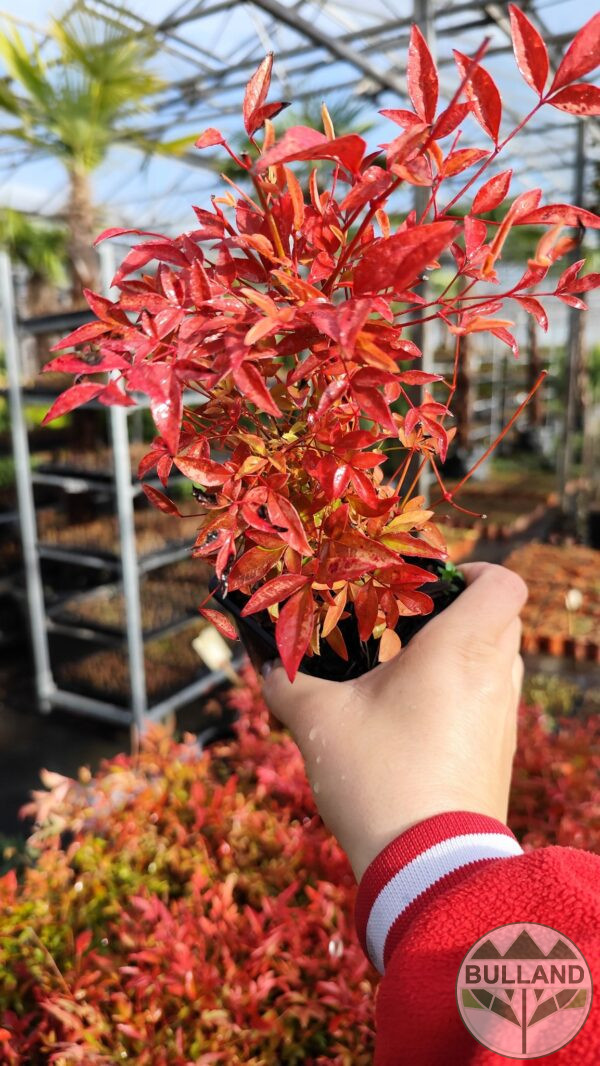 Нандина “Доместика”, ( Nandina domestica) 20/30см. - Image 9