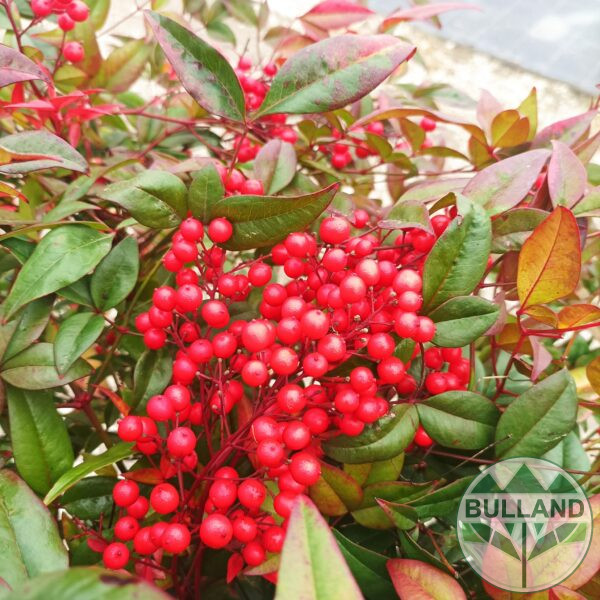 Нандина “Доместика”, ( Nandina domestica) 20/30см. - Image 6