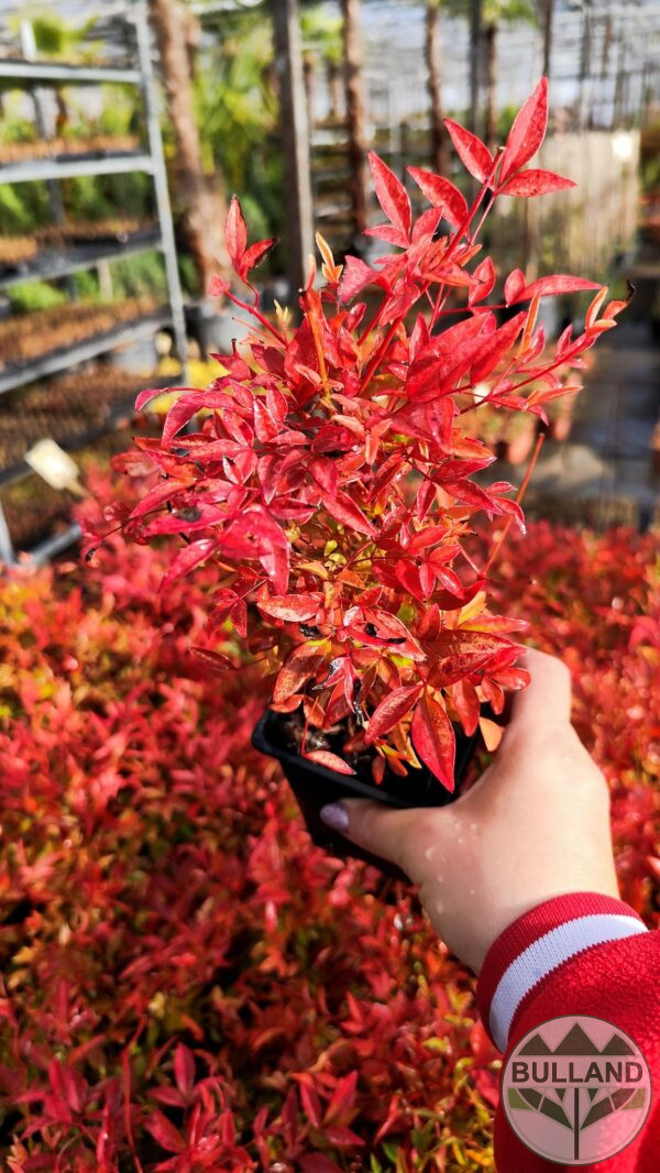 Нандина “Доместика”, ( Nandina domestica) 20/30см. - Image 8