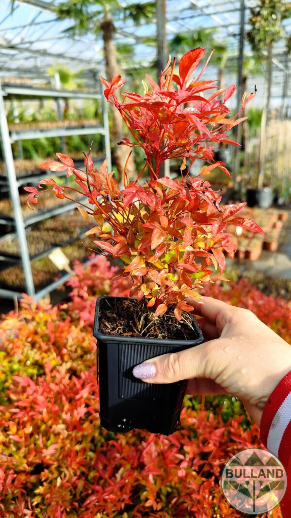 Нандина “Доместика”, ( Nandina domestica) 20/30см. - Image 7