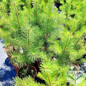 White Pine, (Pinus Sylvestris) 50/60 cm., Continuity 3 l