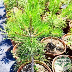 Черен Бор, (Black Pine) 40/50 cm, Continuity 3 l.
