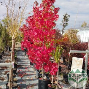 Ликвидамбър, Амброво дърво, Liquidambar, 180/200см.