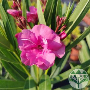 Oleander different colors,  Nerium oleander, cont. 5 l.