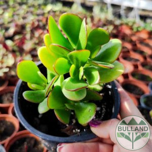 Красула, Дървото на живота, Crassula Ovata, конт.1 л
