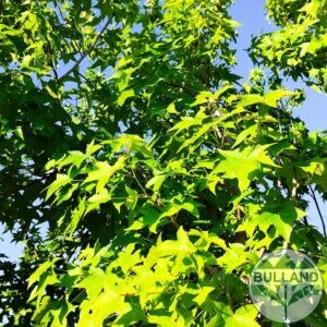 Ликвидамбър, Амброво дърво, (Liquidambar) 250/300см.