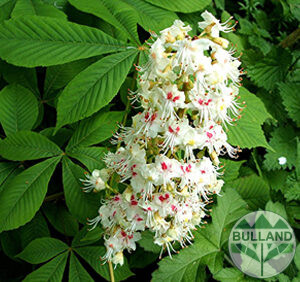 Конски кестен, (Aesculus)