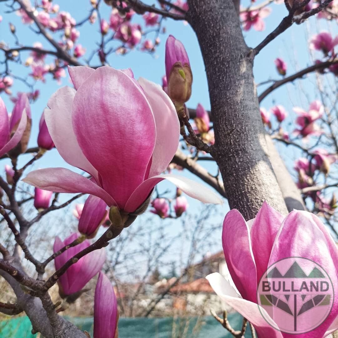 Magnolia Soulangiana - Arbuste 40-60 Cm En Conteneur - Fleurs Tulipes Blanches Et Pourpre