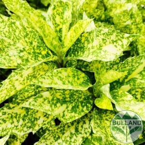 Aukuba, Aucuba japonica Variegata 80/100см.